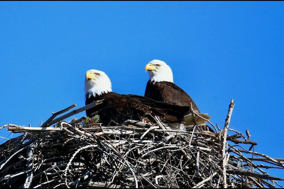 Ron Wilson captured these American eagles overlooking the Tadanac area from their perch last week. Photos: Ron Wilson