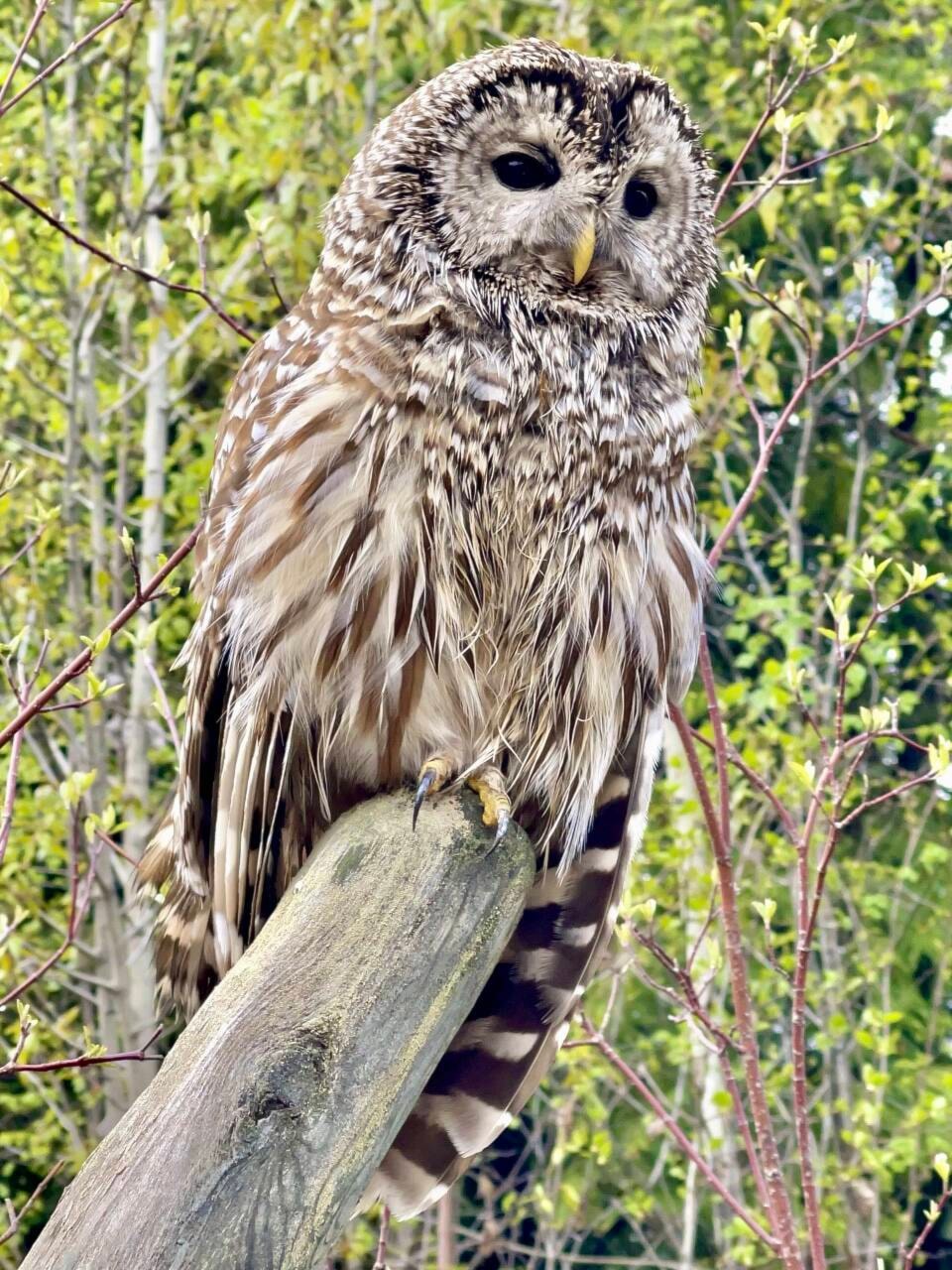 32668171_web1_230511-TDT-Barred-owl-lighter_1