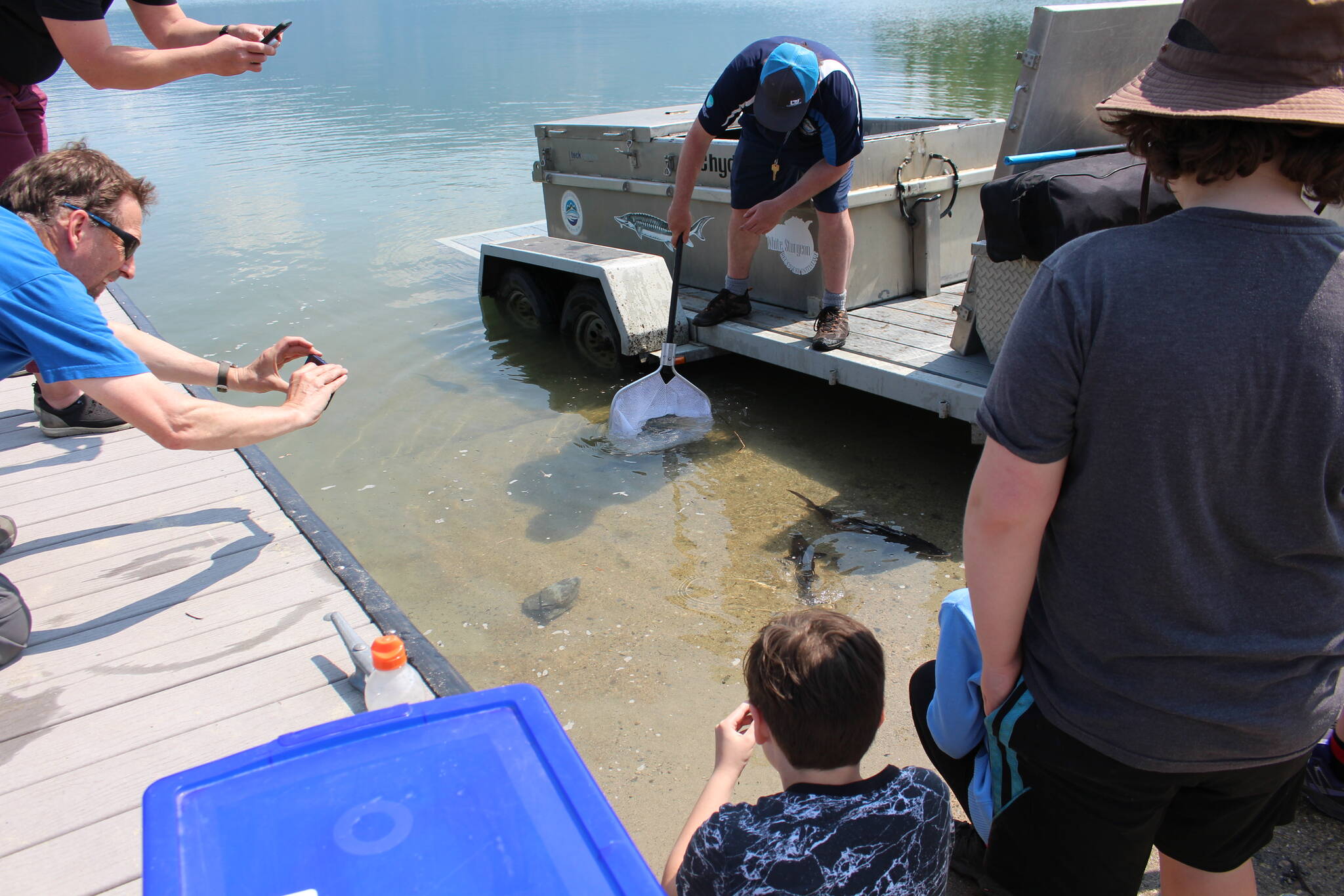 Releasing sturgeon into the Arrow Lakes at Shelter Bay Provincial Park. (Josh Piercey/Revelstoke Review)