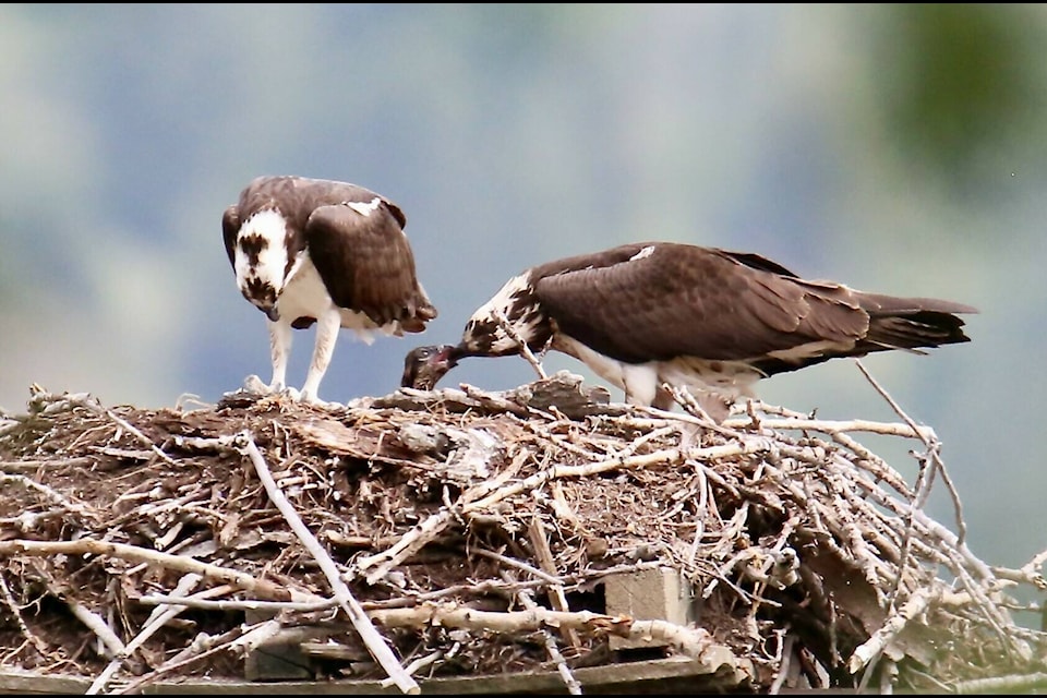 Ron Wilson shares these images of an osprey family he snapped Tuesday morning on a walk along the Columbia River in Trail. “(They’re) checking out who may be coming from the north, and feeding their young breakfast,” Wilson explains. Photos: Ron Wilson