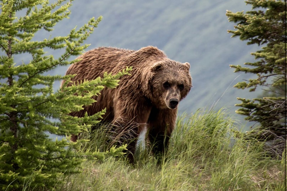 33384651_web1_230725-TDT-Grizzly-unsplash_1
