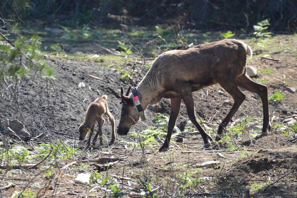 33445837_web1_230803-WKA-Caribou_1
