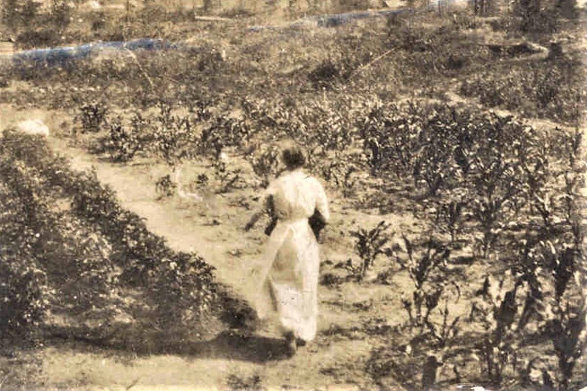 Trail Blazers: Fires raged in the summer of 1917