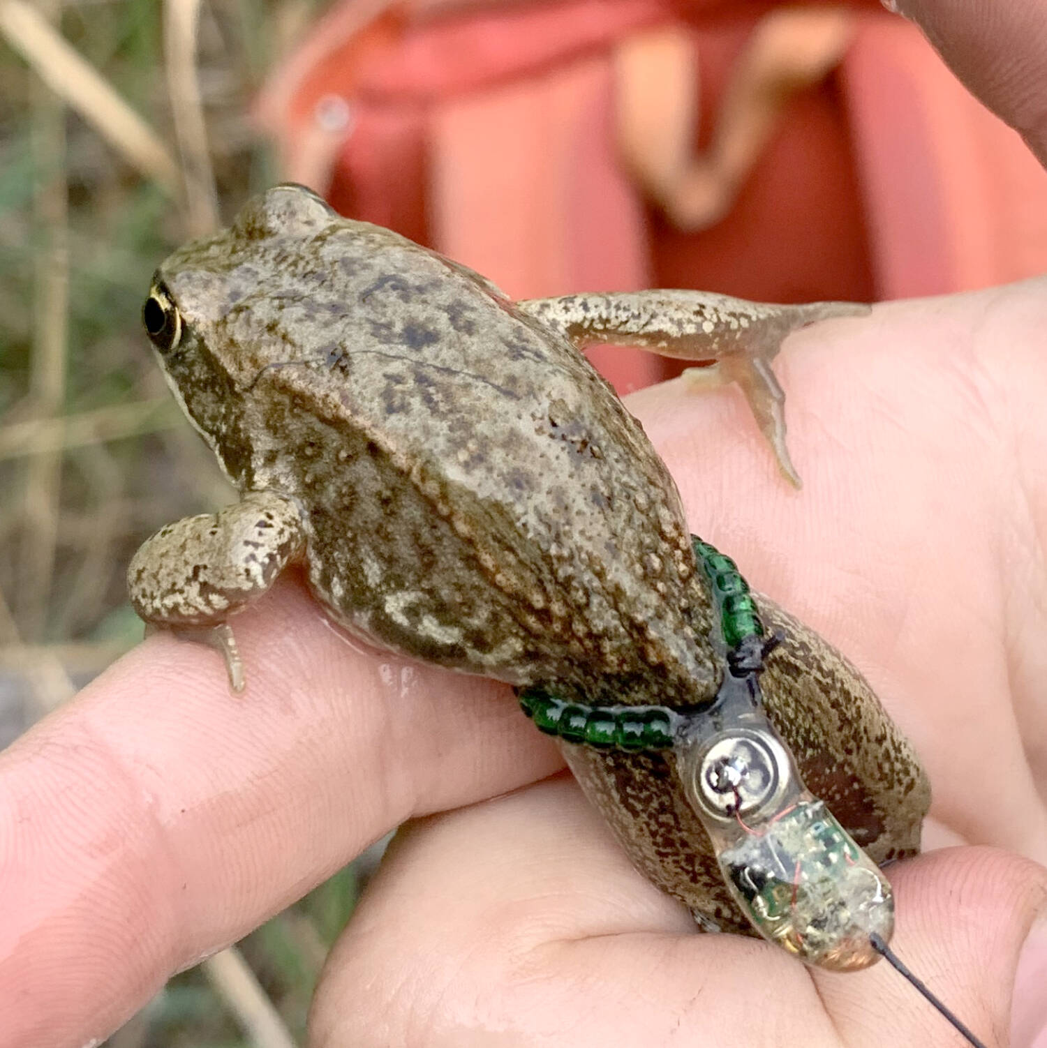 A Columbia spotted frog, fitted with a radio tracker belt, at Mayook Marsh. (Barry Coulter photo)
