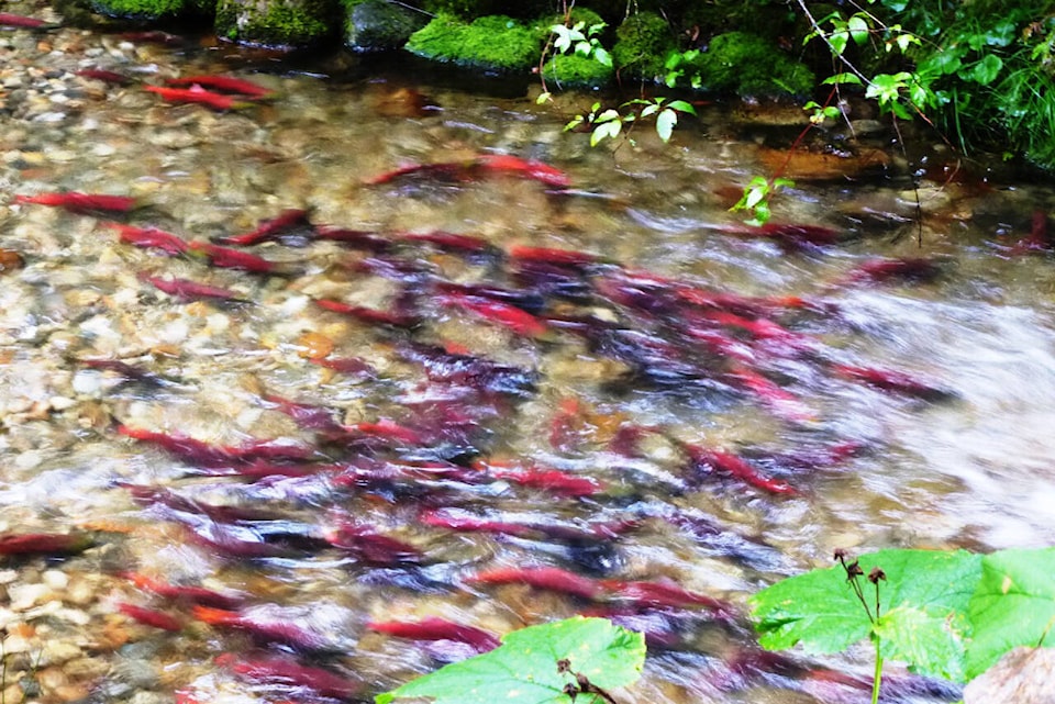33711648_web1_220915-VMS-salmon-column-kokanee_1