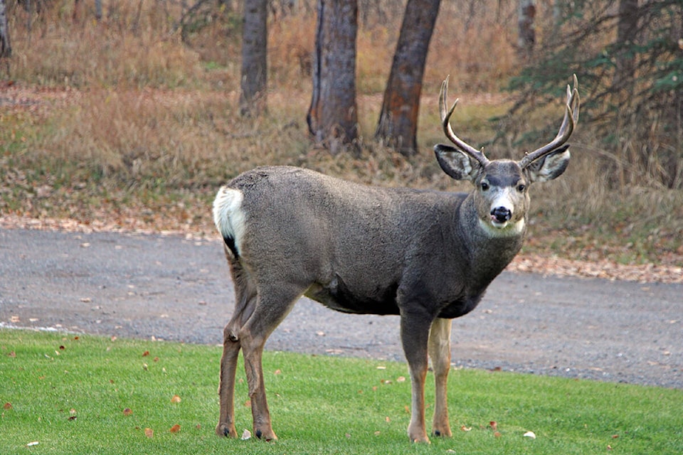 33997110_web1_211111-OMH-Buck-Standalone-_2