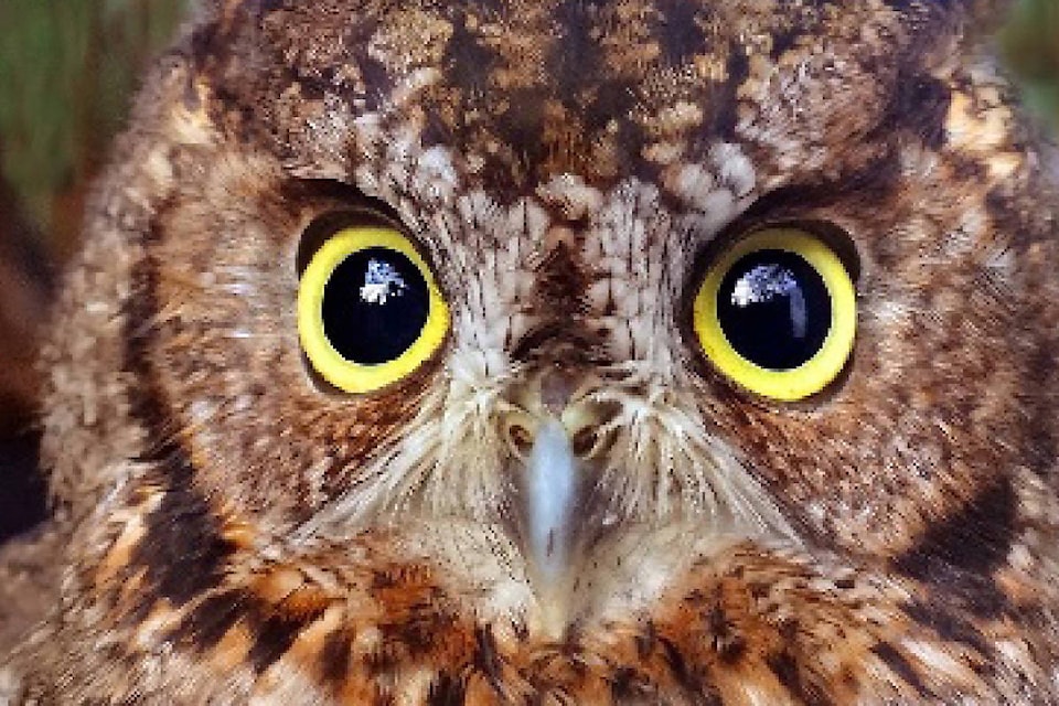 10153961_web1_180111-SNM-T-WesternScreechOwl