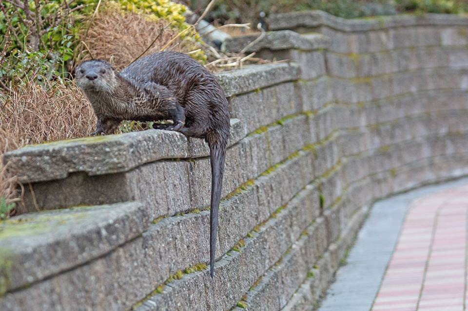 10201244_web1_180117-IFD-sidney-otter