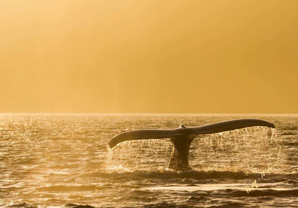 10201692_web1_180119-IFD-whale-tail-photo