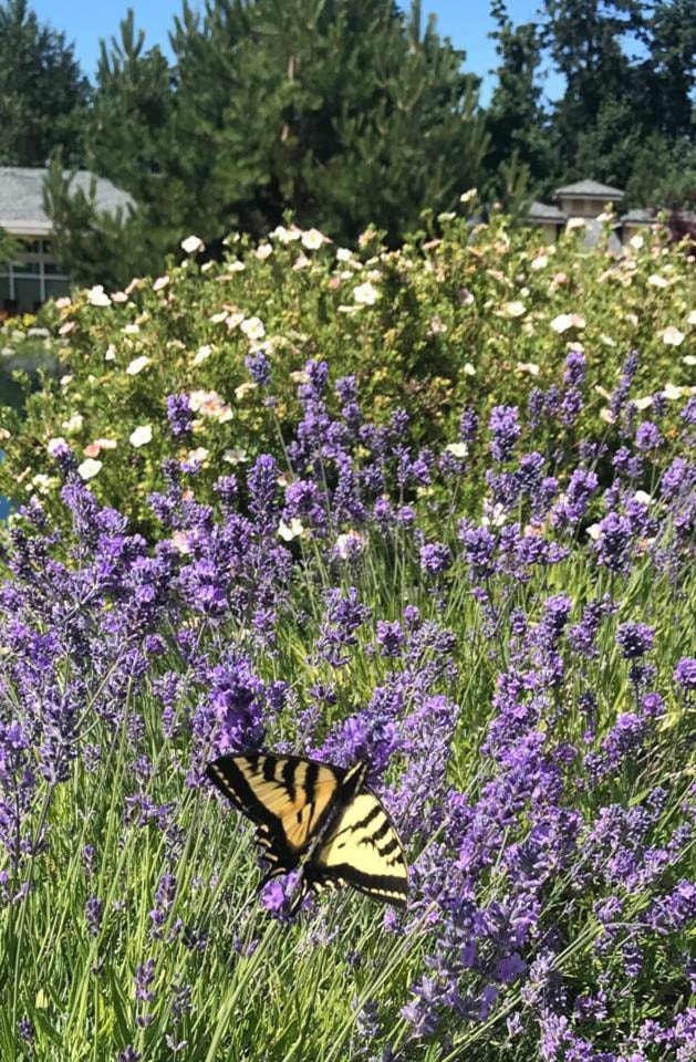 10201873_web1_180119-IFD-butterfly-summer-photo