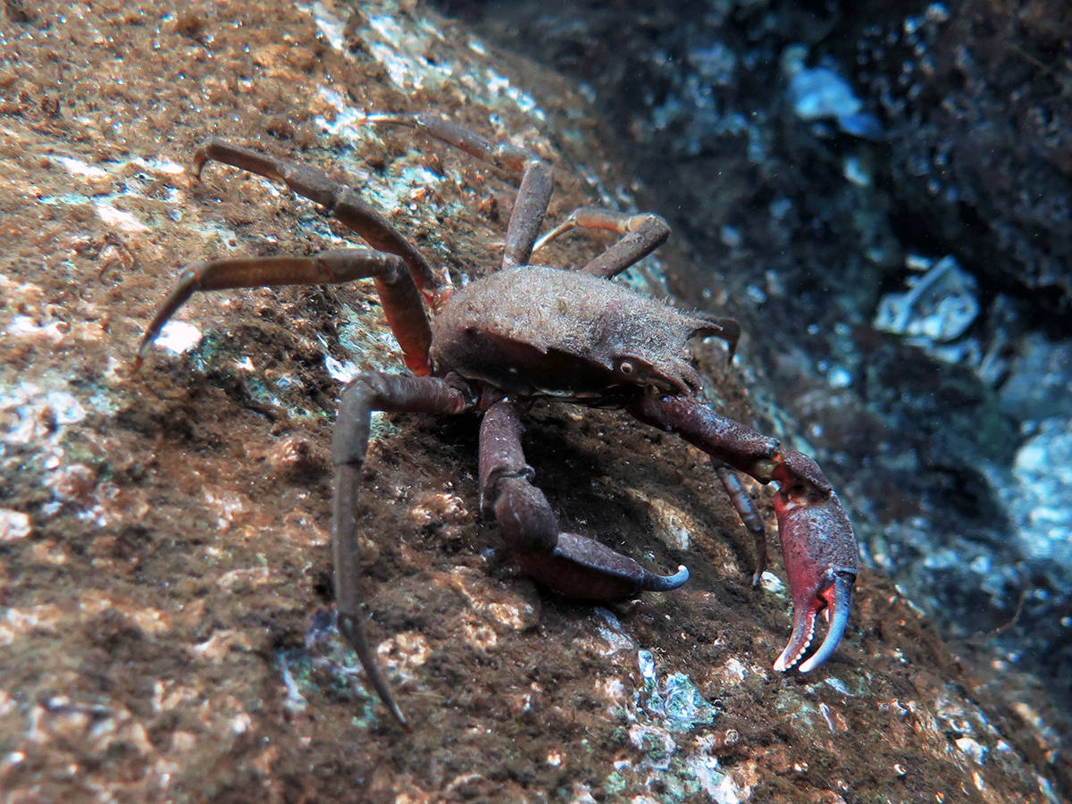 10322315_web1_kelpcrab