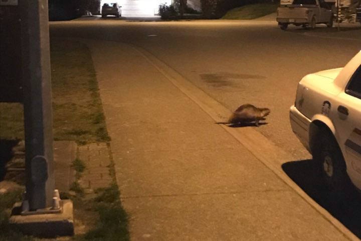 11542583_web1_180424-NBU-nanaimo-beaver-break-in_1