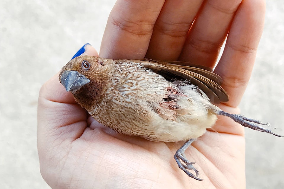 Ever wonder what happens to a bird after it hits your window