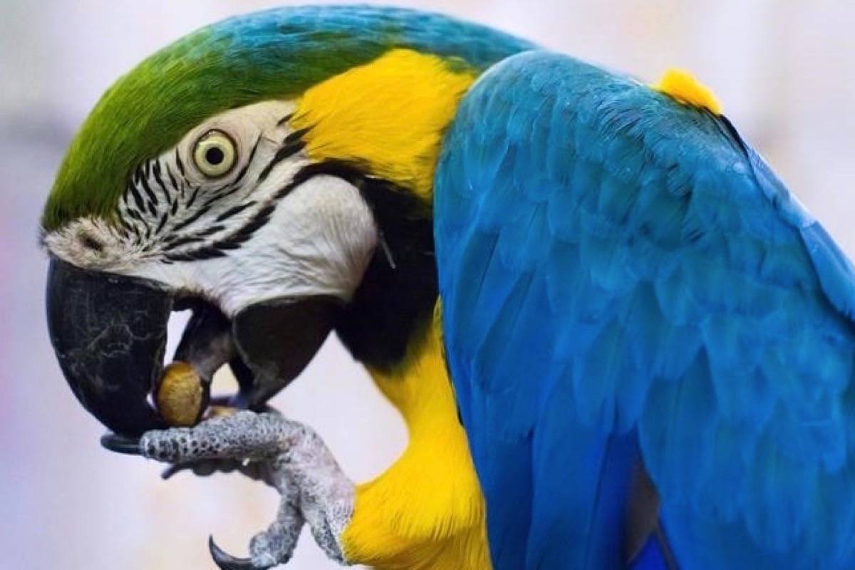 Rescued B.C. parrots awaiting adoption find sanctuary via