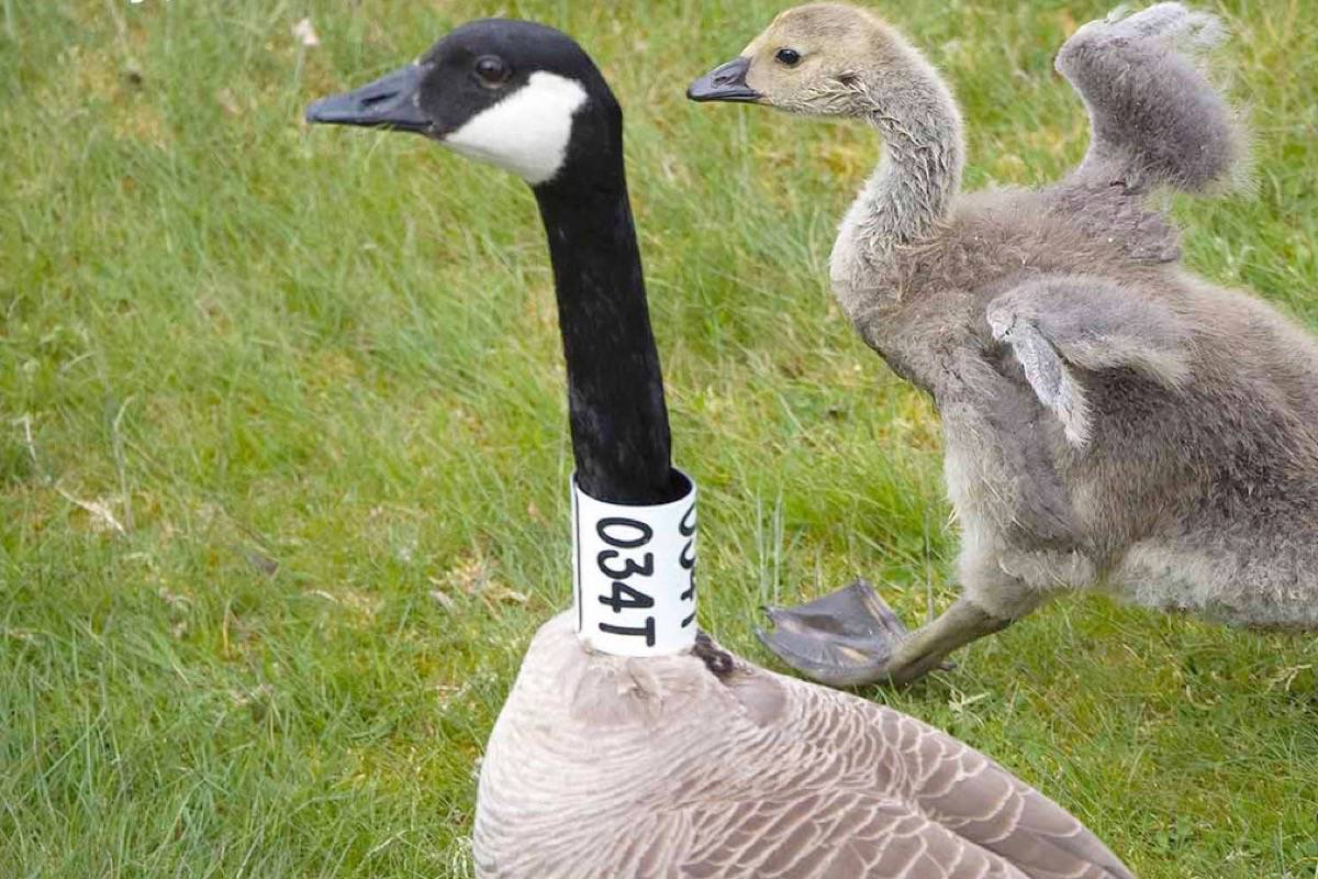 Canada goose vancouver online 2018
