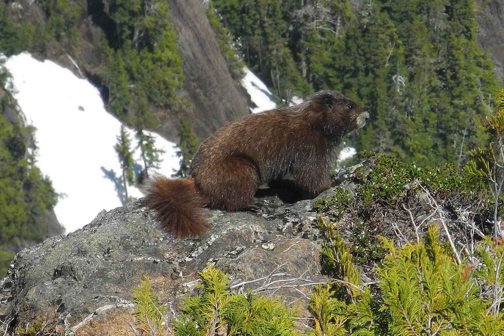 Rare Vancouver Island marmot spotted on Mt. Arrowsmith - Vancouver Island  Free Daily