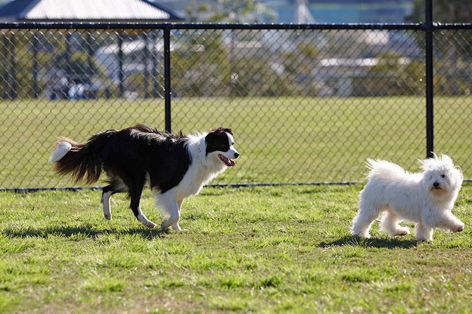 13032469_web1_copy_180803-VNE-OffLeash