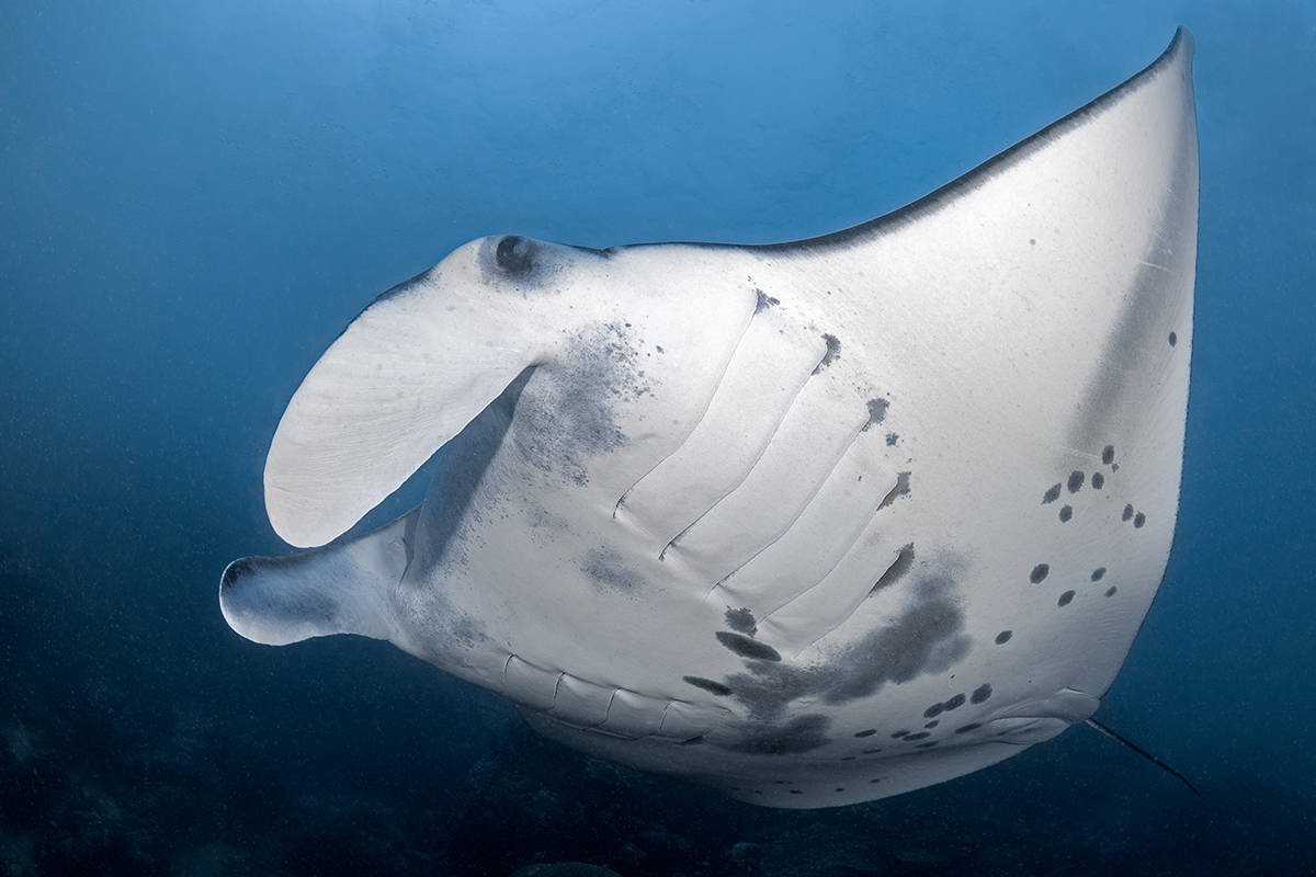 13843648_web1_manta-ray-best-in-show