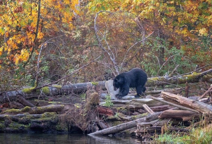 14092430_web1_Bear-Goldstream-2