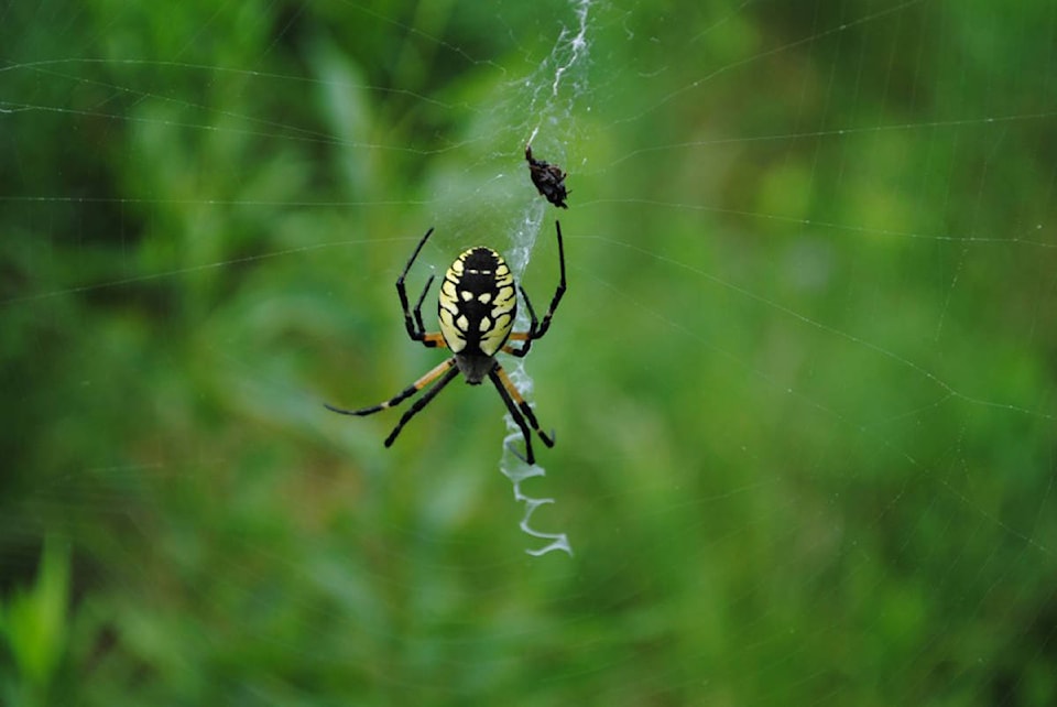 14199406_web1_Garden-spider-ncc