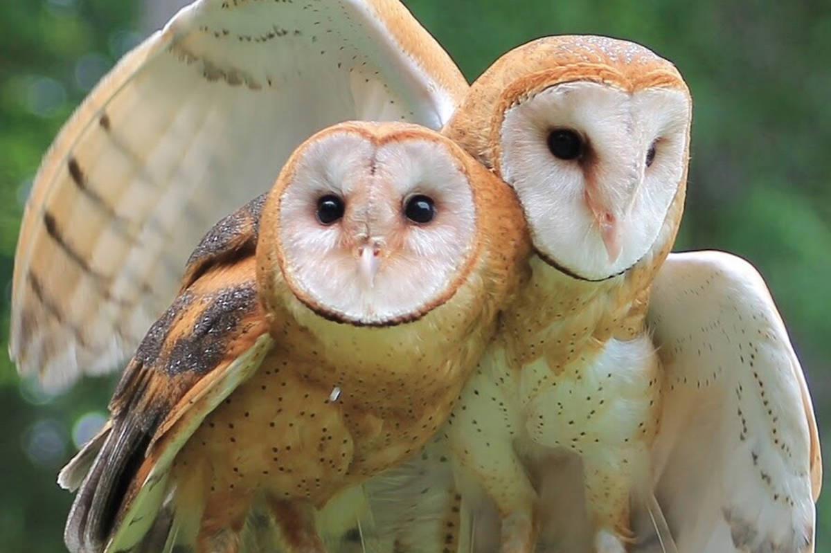15168521_web1_owls