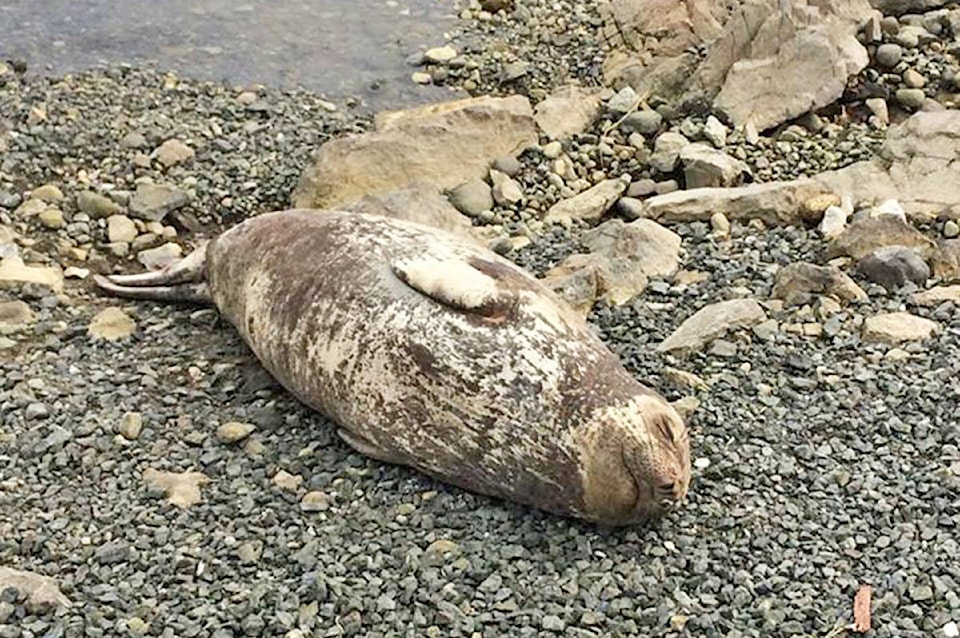 15914198_web1_190313-UWN-Web-Seal-ucluelet_1