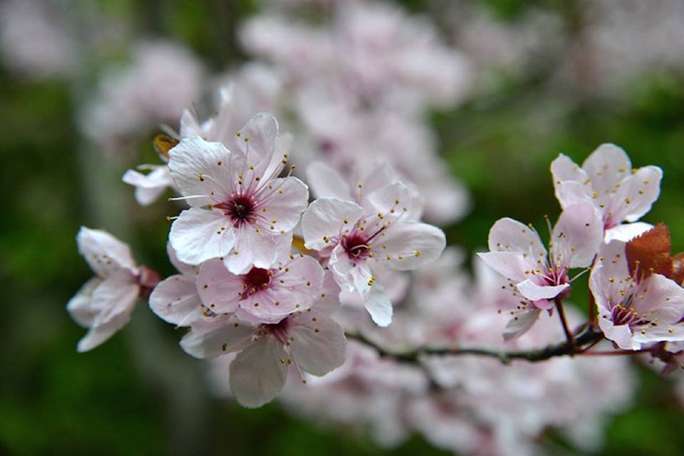 15981185_web1_190313-VNE-Cherry-Blossom-Butchart