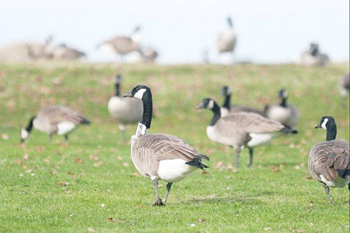 Canada goose deals vancouver 2019