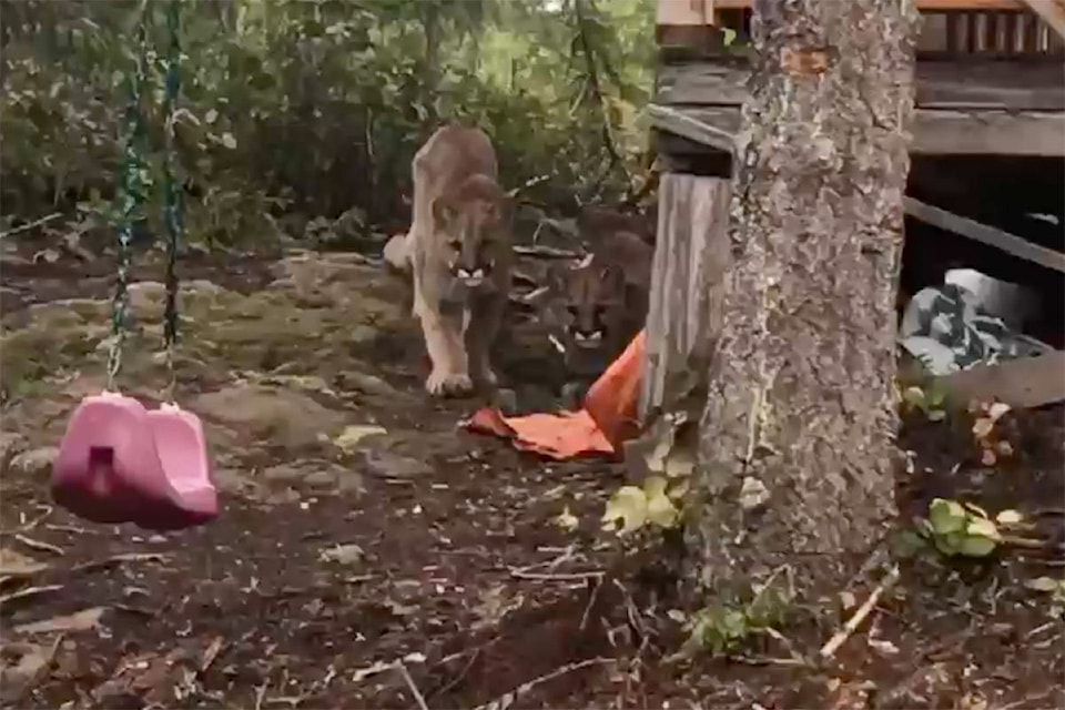 Screengrab from video by local resident Mike Germunstad shows two cougars moments before one of them lunges at his dog on April 4, 2019 in the woods just west of Campbell River.