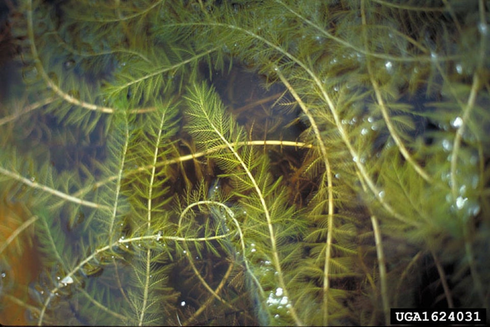 17066911_web1_Eurasian-water-milfoil