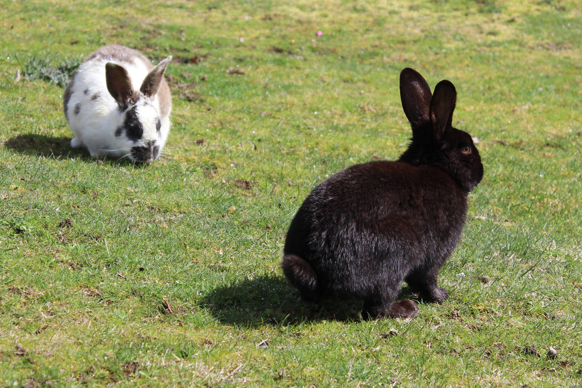 Feral rabbits in your yard? You’re on your own in Parksville