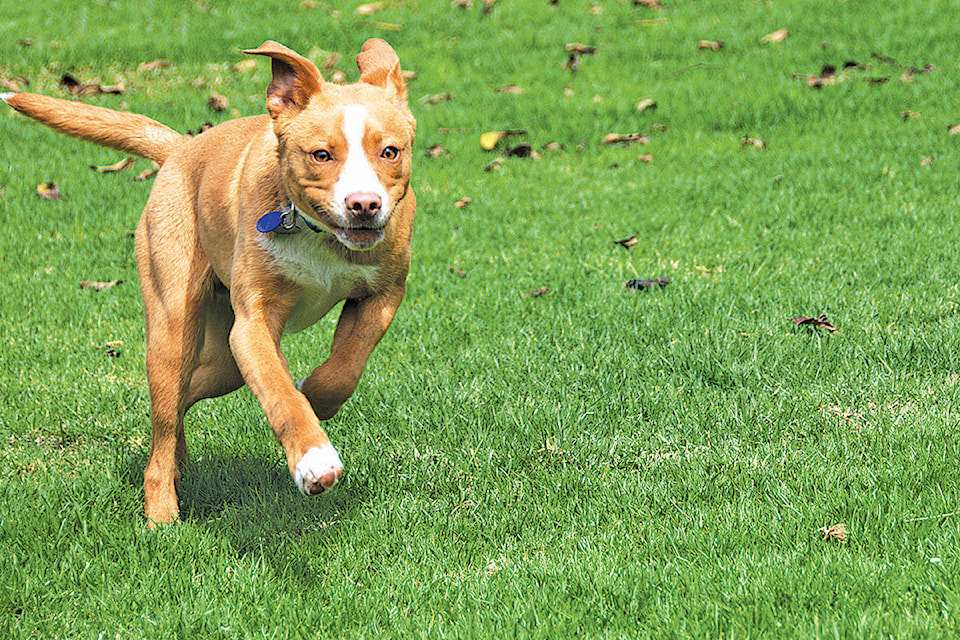 17867317_web1_Dog-Running-On-Grass-Metropic