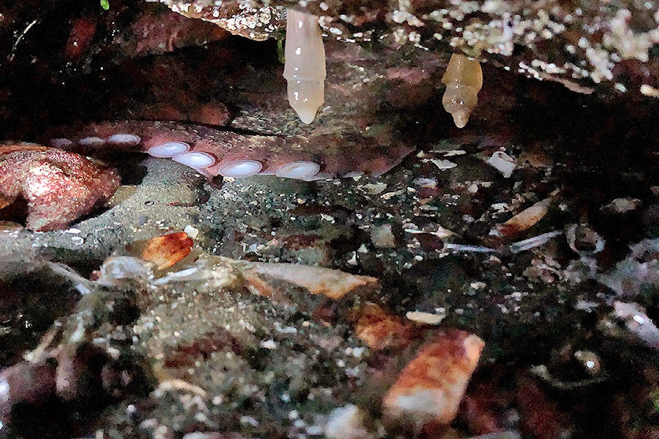 A giant Pacific octopus found refuge in a tiny little rock cave on the reef where it could wait out the return of the tide. The entrance to this crevice is no more than six inches high. Alistair Taylor photo