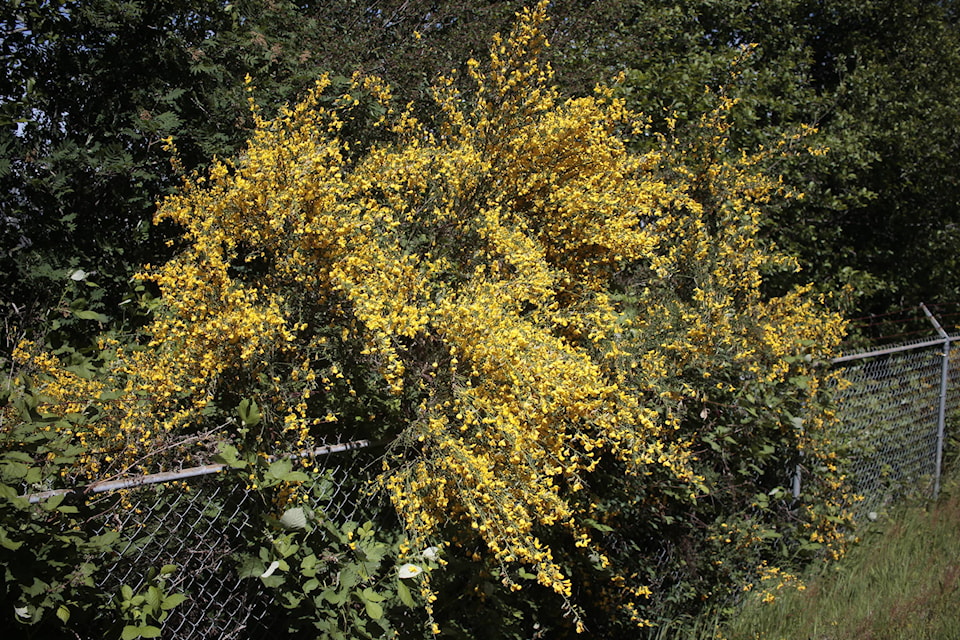 21660824_web1_200521-CRM-Broom-BLOOM_1