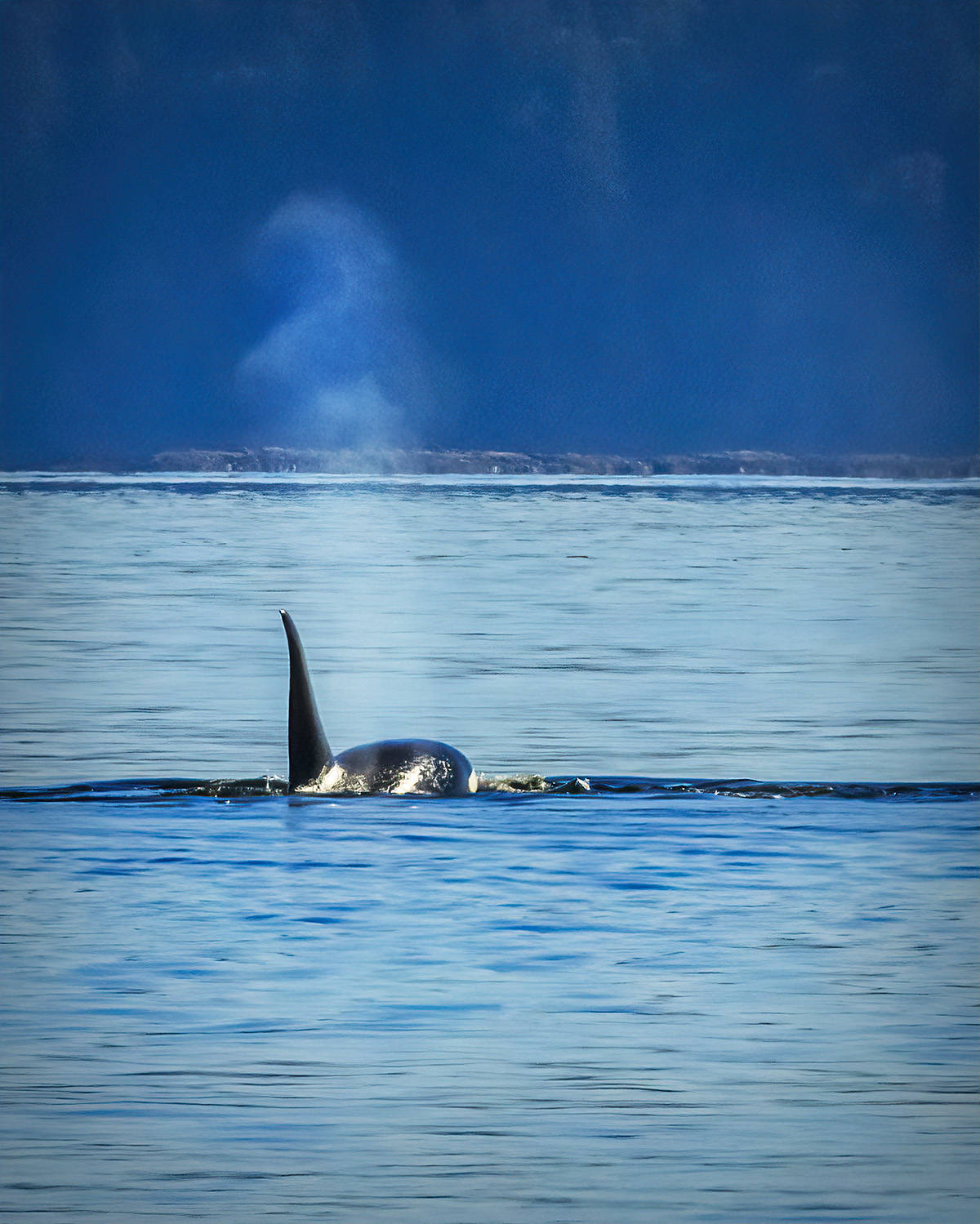 22849576_web1_201001-CHC-Killer-whales-located_5