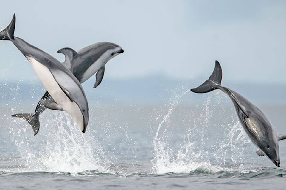 22951440_web1_201007-NIG-Frontpagephoto-dolphins-DO-NOT-REUSE_1