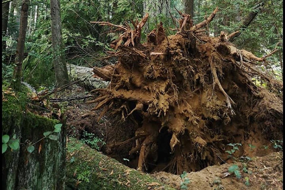 The tree trunk of a fallen tree at Heritage Forest in Qualicum Beach. (Lindsey Genoe photo)