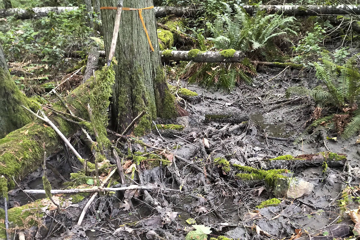 Pipe leaks residual waste from Hartland Landfill into Saanich park