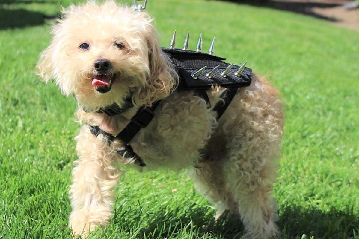 Spiked harness online for small dogs