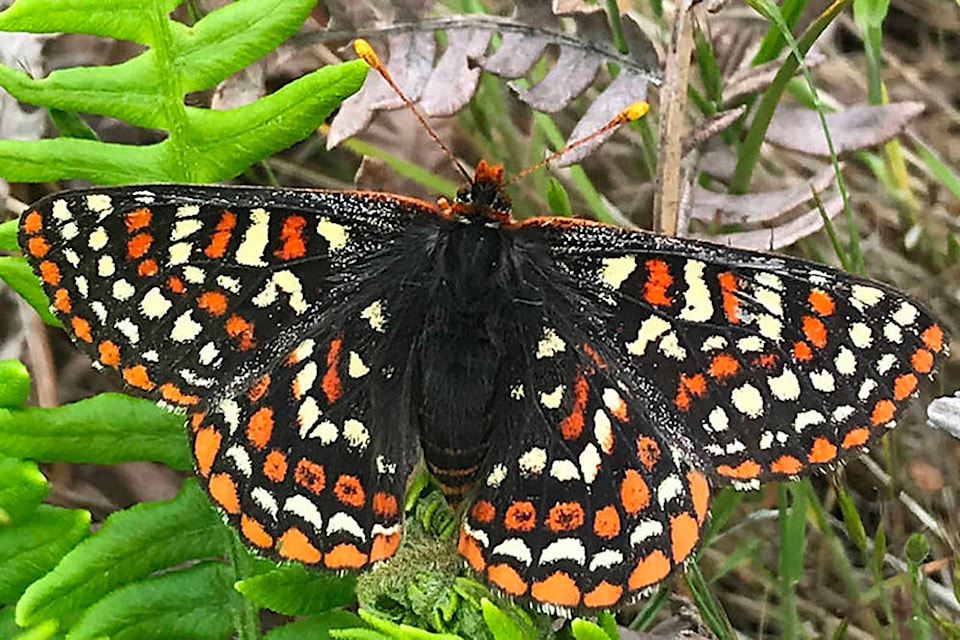 The colourful Taylor’s Checkerspot butterfly has been reintroduced on Hornby Island, BC. Photo courtesy the Taylor’s Checkerspot Butterfly Recovery Project.