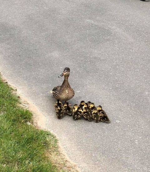 A mother and thirteen baby ducks needed help crossing the street on Friday afternoon. Photo courtesy Catherine Greer