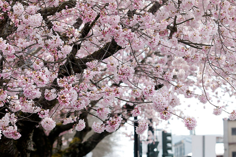 25023545_web1_210422-CCI-cherry-tree-blossoms-Duncan-cherry-trees_5