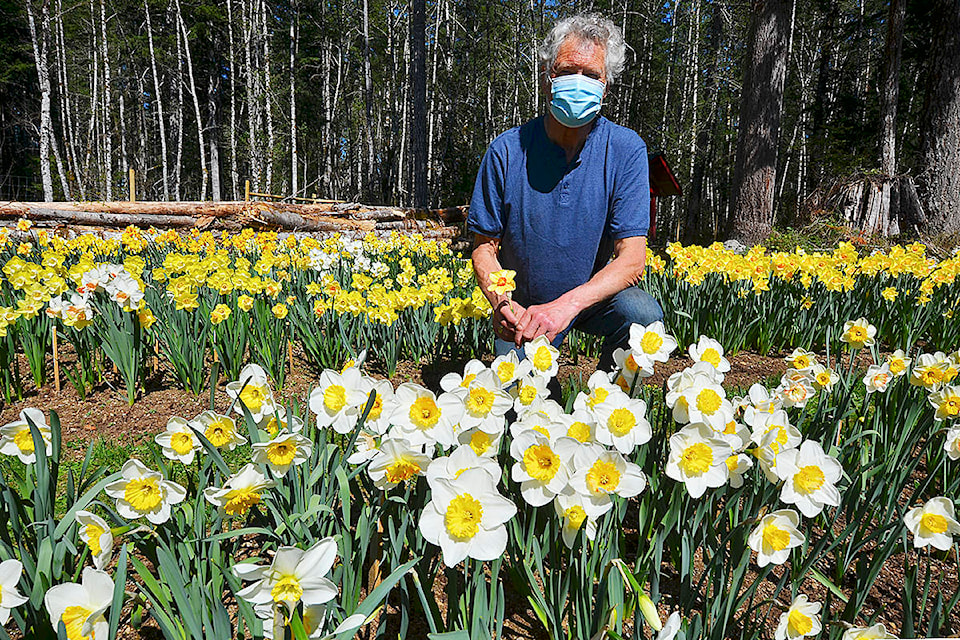 Franc Ruigrok is passionate about the daffodils he grows on his York Road property. He has planted more than 27,000 daffodils of various different varieties. Photo by Alistair Taylor/Campbell River Mirror