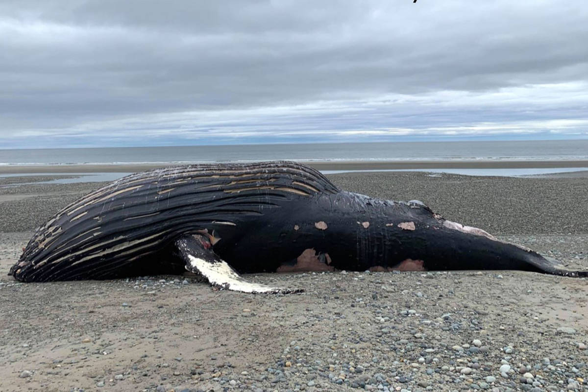 Kayak the humpback whale found dead on Haida Gwaii beach Vancouver