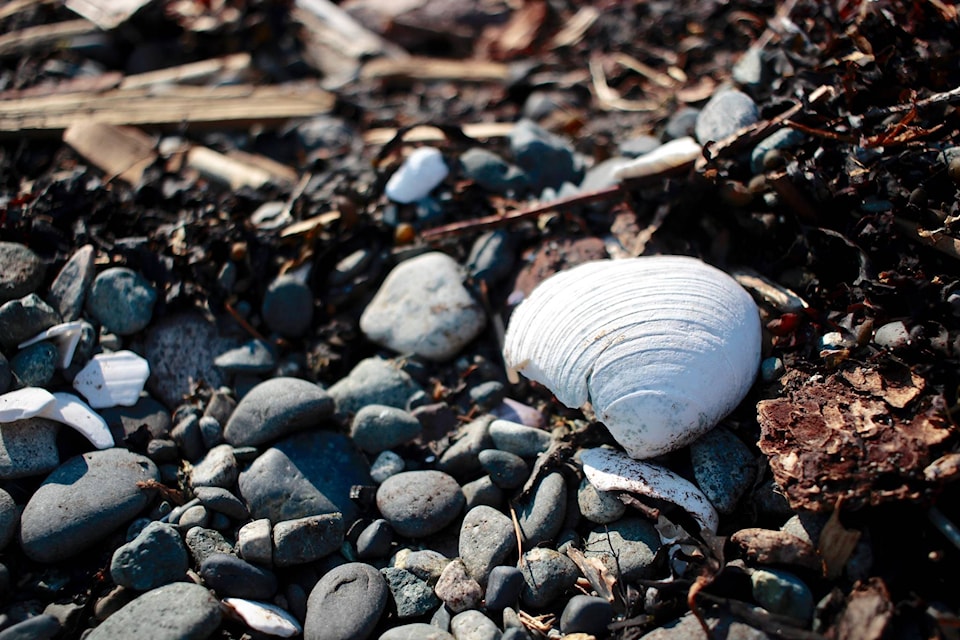 Shells eventually break down into calcium, which is taken up by shell-making creatures and turned into new shells. Photo by Marc Kitteringham / Campbell River Mirror