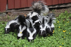 HUGS AND SLUGS: Are skunks taking over Nelson?
