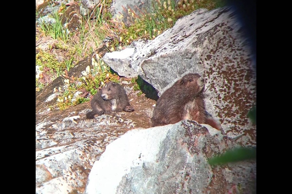 An adult Vancouver Island marmot and her pup at one of the new colonies discovered this summer. Photo courtesy Kevin Gourlay.