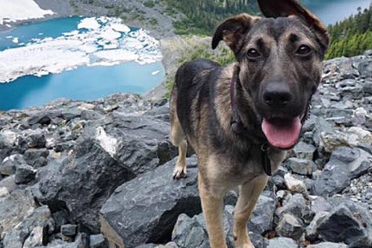 Odessa found a new home through RainCoast Dog Rescue. (Photo courtesy of raincoastdogrescue.com)