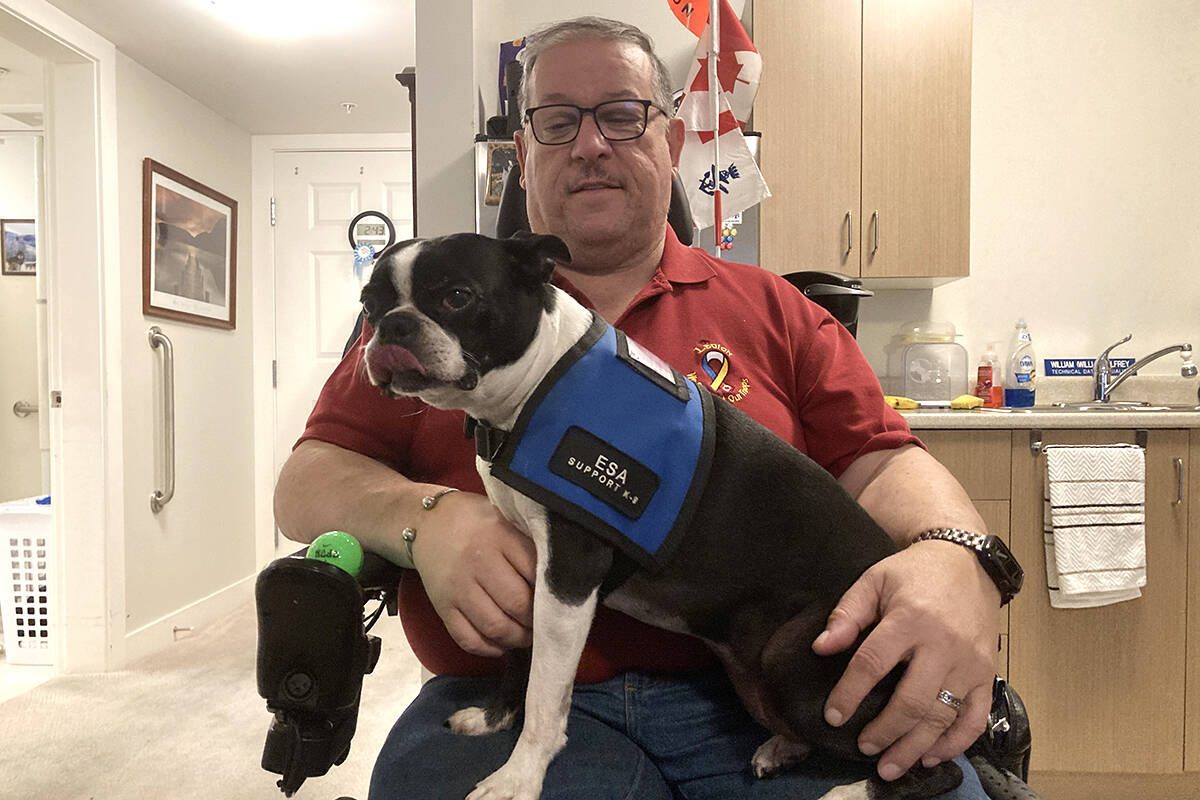 Boston terrier therapy hot sale dog