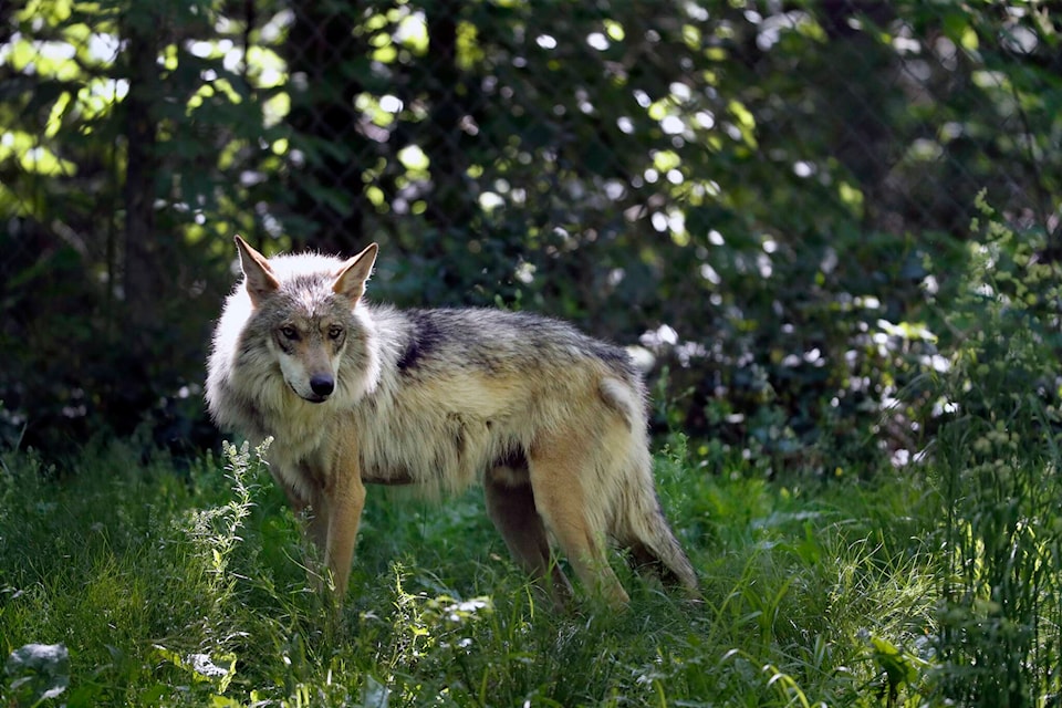 27120144_web1_211109-CPW-wildlife-pandemic-documentary-wolves_1